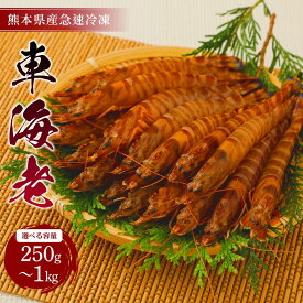 【ふるさと納税】えび 熊本県産 急速冷凍 車海老 【選べる容量 250g〜1kg (9〜52尾) 】 生食可 瞬間冷凍 真空パック 活き締め 車エビ 車えび 国産