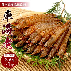 【ふるさと納税】えび 熊本県産 急速冷凍 車海老 【選べる容量 250g〜1kg (9〜52尾) 】 生食可 瞬間冷凍 真空パック 活き締め 車エビ 車えび 国産 吉本水産