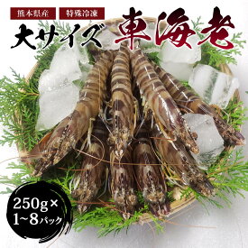 【ふるさと納税】 特殊冷凍 車海老 【選べる内容量】250g×1〜8パック 計約250g〜2000g (大サイズ) えび エビ 急速冷凍 海鮮 魚介類 海産物 海の幸 クルマエビ 熊本県産 熊本県 宇城市 送料無料