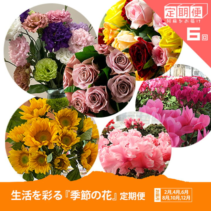 楽天市場 ふるさと納税 定期便 隔月 全6回 花 定期便 熊本県阿蘇市 2か月に1回届く 癒しのひと時 特産品 お取り寄せ 人気 花束 切り花 鉢植え 季節のお花 熊本県阿蘇市