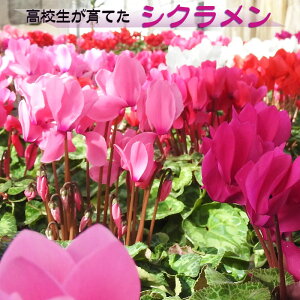 yӂ邳Ɣ[ŁzF{hs hZ VN 5 12`1 Ԍ F5F̒炨܂ł͂    sN sNɔӂ  A K[fjO Mtg N