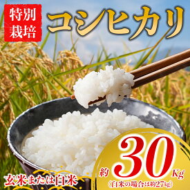 【ふるさと納税】特別栽培米 お米 米 コシヒカリ 玄米 約30kg 白米 約27kg 令和7年産 選べる品種 玄米 白米 ふるさと納税 令和7年度 選べる 白米 こめ おこめ 阿蘇アグロスタイル 阿蘇米 米 お米 美味しい 寒暖差 湧き水 お取り寄せ 食卓 豪華 贅沢 自然 湧水 熊本県 阿蘇市