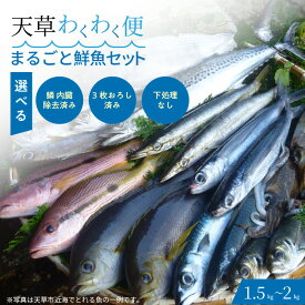 【ふるさと納税】【着日指定】 天草 わくわく便 まるごと 鮮魚 セット 1.5kg～2kg とれたて 旬の魚 巨大定置網 選べる 捌き方 鮮度抜群 鮮度 そのまま シーフード 海産物 海鮮 海の幸 冷蔵 美味しい 熊本県 天草市 チーム天草 お取り寄せ お取り寄せグルメ 送料無料