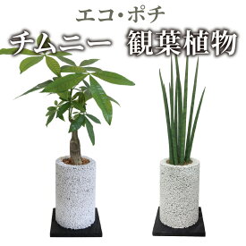 【ふるさと納税】観葉植物 パキラ サンスベリア 消臭グリーン エコ ポチチムニー ハイブリッド消臭 インテリア お洒落 癒し 植物ポット 消臭 分解 土を使わない 国産の自然素材 シンプル さまざまなシーンに 熊本 天草 送料無料