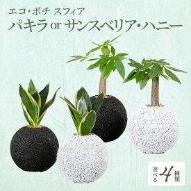 【ふるさと納税】観葉植物 パキラ サンスベリア ハニー 消臭 グリーン 発財樹 空気清浄植物 エコポチ スフィア ハイブリッド ギフト お洒落