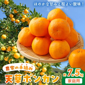 【ふるさと納税】先行予約 天草ポンカン 約 7.5kg 家庭用 国産 大小混合 ポンカン 手摘み ほのかな甘み 程よい酸味 むきやすい 果実 柑橘 果肉 ジューシー 果物 食べやすい デザート フルーツ