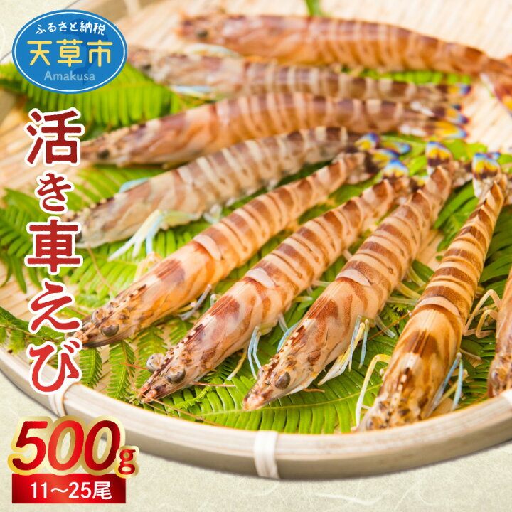 楽天市場 ふるさと納税 エビ 500g 車海老 11尾 25尾 活きたまま 活き車海老 天草 魚介類 養殖 鮮度 塩焼き 活き車えび 刺身 天ぷら ガーリックシュリンプ エビフライ 車エビの殻の唐揚げ お取り寄せ お取り寄せグルメ 送料無料 ごはんのおとも 年内 年内配送 年末