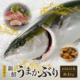 【ふるさと納税】産地直送 活じめ 新鮮 うまかぶり まるまる 1本 内臓処理済 約 4kg 食品 食べ物 魚介類 海の幸 ぶり お刺身 しゃぶしゃぶ カルパッチョ 煮物 有限会社平安海産 九州 熊本県 天草市 お取り寄せ お取り寄せグルメ 送料無料