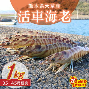 yӂ邳Ɣ[ŁzԊCV 1kg 35 ` 45   ԊCV Iׂ ͂ vbƂH | Ö p ܂  {B  CY Hi C̍K Ă VՂ B F{