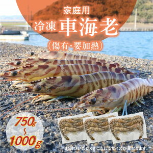 yӂ邳Ɣ[Łzƒp Ⓚ ԊCV Iׂ e 750g~1000g L vM ^  1pbN 250g MTCY LTCY S ₷   Ă V GrtC Hi  