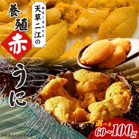 【ふるさと納税】天草二江 養殖 赤うに 選べる 60g 80g 100g 美食家 北大路魯山人 認めた 幻 ウニ 殻 朱色 濃厚 甘み 特徴 九州外 滅多に出回らない 食べる ウニの概念 変わる 大粒 きれい ご褒美 贈答品 熊本県 天草市 送料無料
