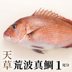yӂ邳Ɣ[Łzvv Vrg V rg^ 1 1.6kg O  ^ tB hg Vrg O VN NxQ CN vv ϕ ⒃Ђ Y Hi  CY 