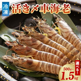 【ふるさと納税】熊本県 天草産 活き締め 冷凍 車海老 選べる 内容量 500g 900g 1.5kg 真空パック 新鮮 海産物 魚介類 エビフライ 天ぷら 塩焼き おかず お取り寄せ グルメ 天草市 送料無料