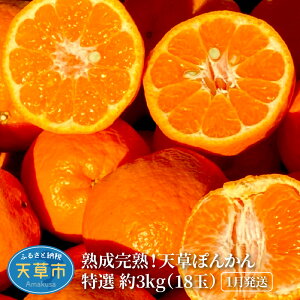 yӂ邳Ɣ[Łzʌ st ۂ񂩂 I 3kg 18  n n t[c VY k E ʕ W[V[ 傤n jC|J Nx H  2026N1z 퉷 VY 