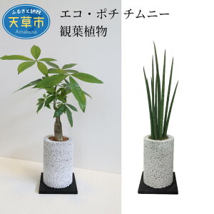 パキラ 観葉植物 観葉植物の人気商品 通販 価格比較 価格 Com