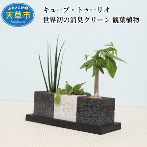 パキラ 観葉植物 観葉植物の人気商品 通販 価格比較 価格 Com