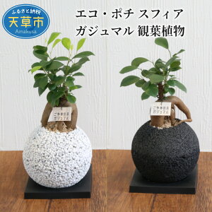 ガジュマル 観葉植物の人気商品 通販 価格比較 価格 Com
