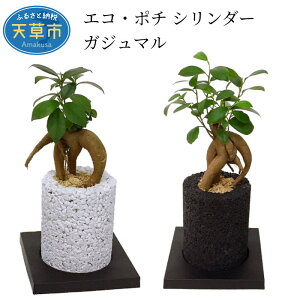 ガジュマル 観葉植物の人気商品 通販 価格比較 価格 Com ガジュマル 観葉植物の人気商品 通販 価格比較 価格 Com