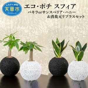 観葉植物 サンスベリア ハニーの人気商品 通販 価格比較 価格 Com 観葉植物 サンスベリア ハニーの人気商品 通販 価格比較 価格 Com