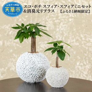 パキラ 観葉植物 観葉植物の人気商品 通販 価格比較 価格 Com