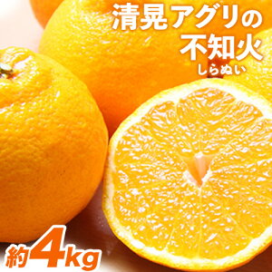 yӂ邳Ɣ[ŁzwWAOx̕sm(ʂ) ytwsz \t t[c {̃fR|Ɠi큚4kg(L-4LTCY)10-16ʑO F{ʖSʓwWAOxs