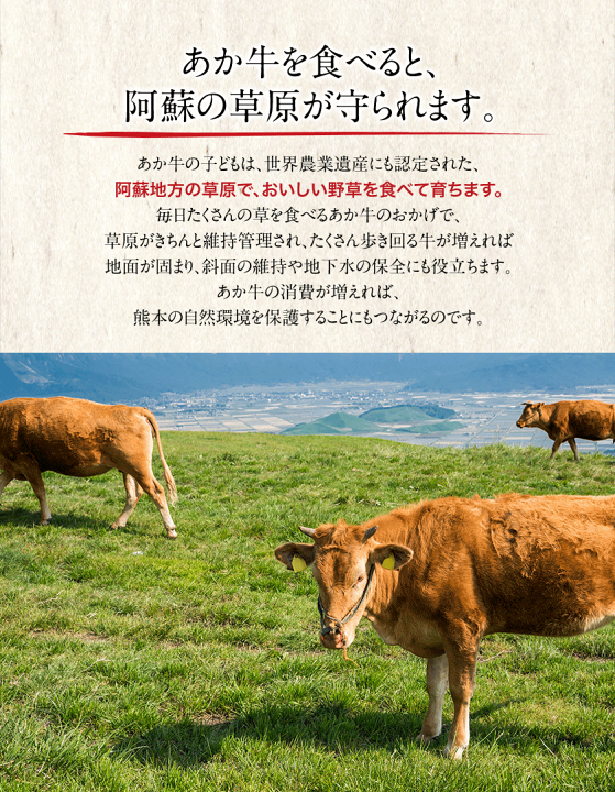 6200円 【SALE/104%OFF】 ふるさと納税 あか牛 ハンバーグ 150g×10個入り《90日以内に順次出荷 土日祝除く 》玉屋商店 牛肉 数量限定 熊本あか牛 赤牛 あかうし 熊本県玉東町 6200円 【SALE/104%OFF】 ふるさと納税 あか牛 ハンバーグ 150g×10個入り《90日以内に順次出荷 土日祝除く 》玉屋商店 牛肉 数量限定 熊本あか牛 赤牛 あかうし 熊本県玉東町