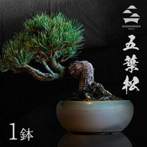 yӂ邳Ɣ[Łz ~ S ܗt ~ CeA G pi ڂ񂳂 s30ȓɏoח\(yj)t悤܂ ~͍ i