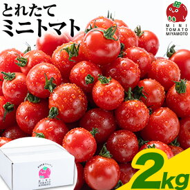 【ふるさと納税】 ミニトマト とれたてミニトマト 2kg トマト 野菜 サラダ ダイエット おやつ パスタ マリネ 有機肥料 ミニトマト宮本《1月中旬-6月中旬頃出荷》 熊本県 長洲町 送料無料 トマト とまと 野菜 国産 熊本県産