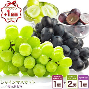 yӂ邳Ɣ[ŁzqvX{r VC}XJbg {̂Ԃǂ {Ԃǂi200gj Iׂ 2`4[ Orchard Ms8{-10{oׁtF{ F VC}XJbg Ԃ