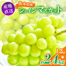 【ふるさと納税】【 先行予約 】 選べる内容量 シャインマスカット 約 1.2kg or 約 2.4kg ｜ ぶどう マスカット 果物 フルーツ 大容量 熊本県産 和水町 | 白ブドウ ぶどう 葡萄 季節の果物 なごみ くまもと