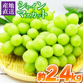 【ふるさと納税】シャインマスカット 約2.4kg ぶどう マスカット 果物 フルーツ 大容量 熊本県産 和水町 | 白ブドウ ぶどう 葡萄 季節の果物 なごみ くまもと