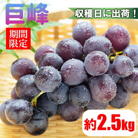 【ふるさと納税】先行予約 熊本県 和水町産 巨峰ぶどう 2.5kg フルーツ 果物 国産