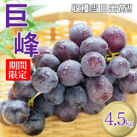 【ふるさと納税】 巨峰 ぶどう 熊本県 和水町産 巨峰ぶどう 4.5kg 果物 フルーツ 国産 大容量 | 季節の果物 葡萄 くまもと なごみ