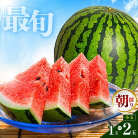 【ふるさと納税】【 先行予約 】 小玉 1玉 2玉 すいか or 訳ありすいか スイカ 西瓜 果物 フルーツ 国産 熊本県 和水町 くまもと 産地直送 夏のフルーツ 農家直送 石原農園美味 朝摘み 野菜 一大産地 産地直 オススメ
