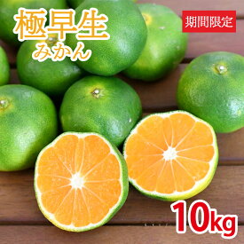【ふるさと納税】みかん 極早生 みかん 期間限定 10kg 柑橘類 みかん フルーツ 果物
