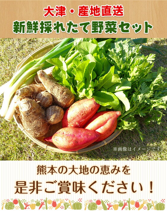 楽天市場】【ふるさと納税】熊本県大津町産 季節の野菜セット(6〜8種類) 野菜 冷蔵 JA菊池 大津中央支所 とれたて市場《60日以内に順次出荷(土日祝除く)》 : 熊本県大津町