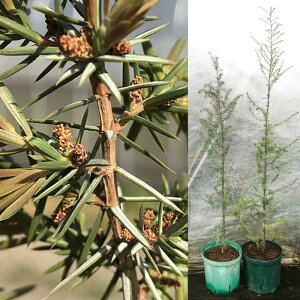 yӂ邳Ɣ[ŁzWjp[x[c(mlY)IX؁EX؃Zbg Juniperus communis 150cmO a21cmXbgAyHerbRosez[BHCQ002]