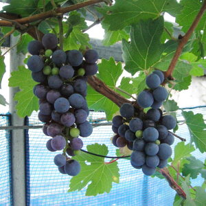 yӂ邳Ɣ[ŁzCp uhEc(Jxl\[rjp) 6 2`3N c 60cmO / ʎ F{ Ԃǂ Ԃǂc  Ԃǂ̖  A erS ezyHerbRosez[BH