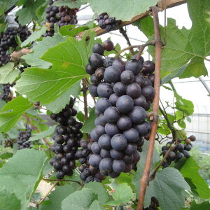 yӂ邳Ɣ[ŁzCp uhEc(KC)6 2`3N c 60cmO c c ʎ / Ԃǂ Ԃǂc  Ԃǂ̖  A K[fjO F{ ezyHerbRosez[BHCQ005