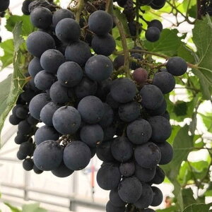 yӂ邳Ɣ[ŁzCp uhEc(smm[)6 2`3N c 50cmO c c/ Ԃǂ Ԃǂc  Ԃǂ̖  A yHerbRosez[BHCQ006]