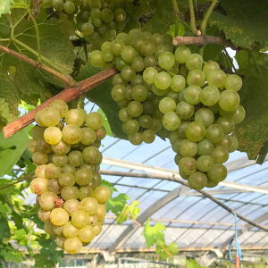 yӂ邳Ɣ[ŁzCp uhEc(Vhl) 6 2`3N c 60cmO c / c ʎ Ԃǂ Ԃǂc  Ԃǂ̖  A F{ ezyHerbRosez[BHCQ007]