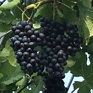 yӂ邳Ɣ[ŁzCpuhEc(V[ V[Y)6 2`3N c 50cmO c c ʎ / Ԃǂ Ԃǂc  Ԃǂ̖  A F{ ez yHerbRosez[BHCQ008]