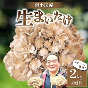yӂ邳Ɣ[Łz 쏬Y ܂ 2kg 6 h{_ ̂ LmR ܂ }C^P   Mtg p F{ h 쏬 