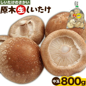 yӂ邳Ɣ[ŁzhEYRY ؐ Iׂ  900g(150g×6)  800g (200g×4) ő   ̂ s6{-11{oח\tؐ 
