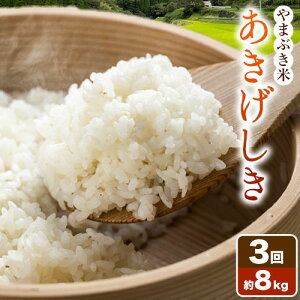 yӂ邳Ɣ[Łz܂Ԃ () Iׂ 4kg 8kg   _g@l ܂Ԃ̗s11{ȍ~oח\tHi  