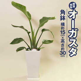 【ふるさと納税】オーガスタ 観葉植物 角鉢 横約15cm×高さ約30cm 6寸 植物 インテリア ガーデン 雑貨 九州産 国産 送料無料