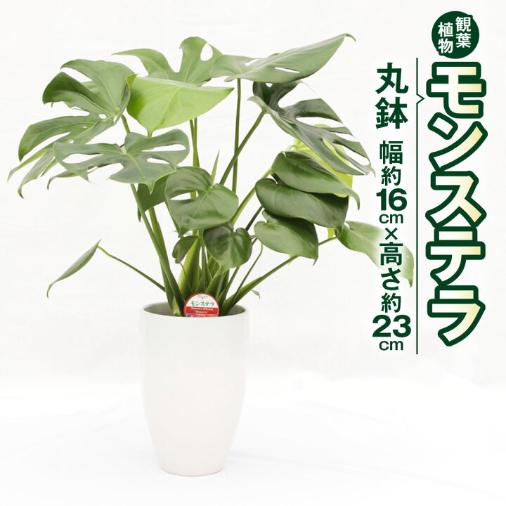 楽天市場 ふるさと納税 モンステラ 観葉植物 丸鉢 幅約16cm 高さ約23cm 6寸 植物 インテリア ガーデン 雑貨 九州産 国産 送料無料 熊本県高森町