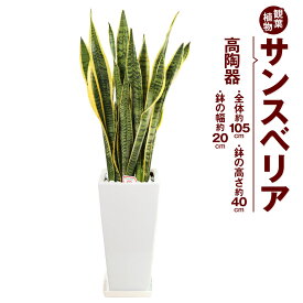 【ふるさと納税】サンスベリア 観葉植物 高陶器 高さ約40cm 幅約20cm 7寸 植物 インテリア ガーデン 雑貨 九州産 国産 送料無料