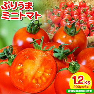 yӂ邳Ɣ[ŁzՂ肤܃~jg}g 1.2kg (200g × 6) jۏؖ100g܂ g}g ~jg}g  GTOt@[ F{ 숢hs30ȓɏoח\(yj)t