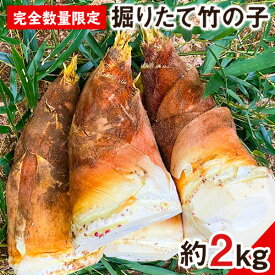 【ふるさと納税】【2025年3月先行予約】熊本県 御船町 掘りたて たけのこ 2kg タケノコ 竹の子 冷蔵 ギフト グルメ 野菜 お祝い 春 筍《2025年3月上旬-4月下旬頃出荷》 有限会社ニシムラ 熊本 御船 たけのこ 先行 予約